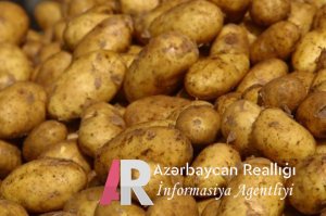 Gürcüstan-Azərbaycan sərhədində 26 ton qurdlu kartof hara “yoxa çıxdı”? Malliyə nazırliyi geri qayıtmayıb deyir