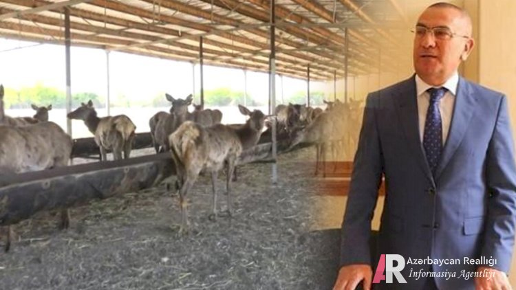 Alimpaşa Məmmədov maral ətini kimlərə satırmış... - Açıqlama