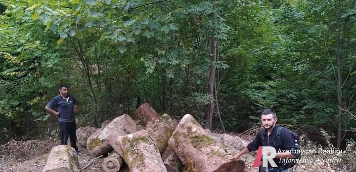 MEŞƏ MAFİYASI İŞ BAŞINDA... - Onları kimsə DURDURA BİLMİR...